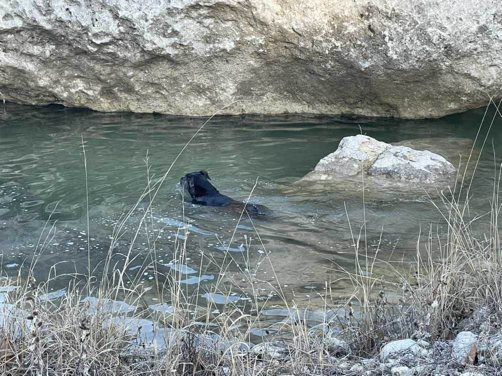 The Dyrt's photo of camping with pets at Boulderdash Cabin & RV Park near Kerrville, TX