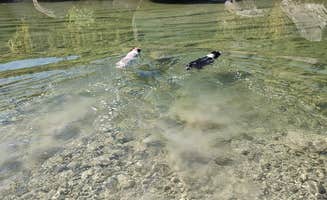 The Dyrt's photo of camping with pets at Boulderdash Cabin & RV Park near Von Ormy, TX