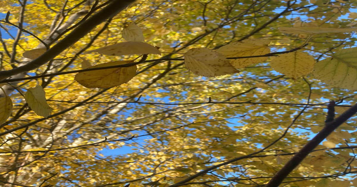 CamperSubmitted Photos of Brush Lake Campground