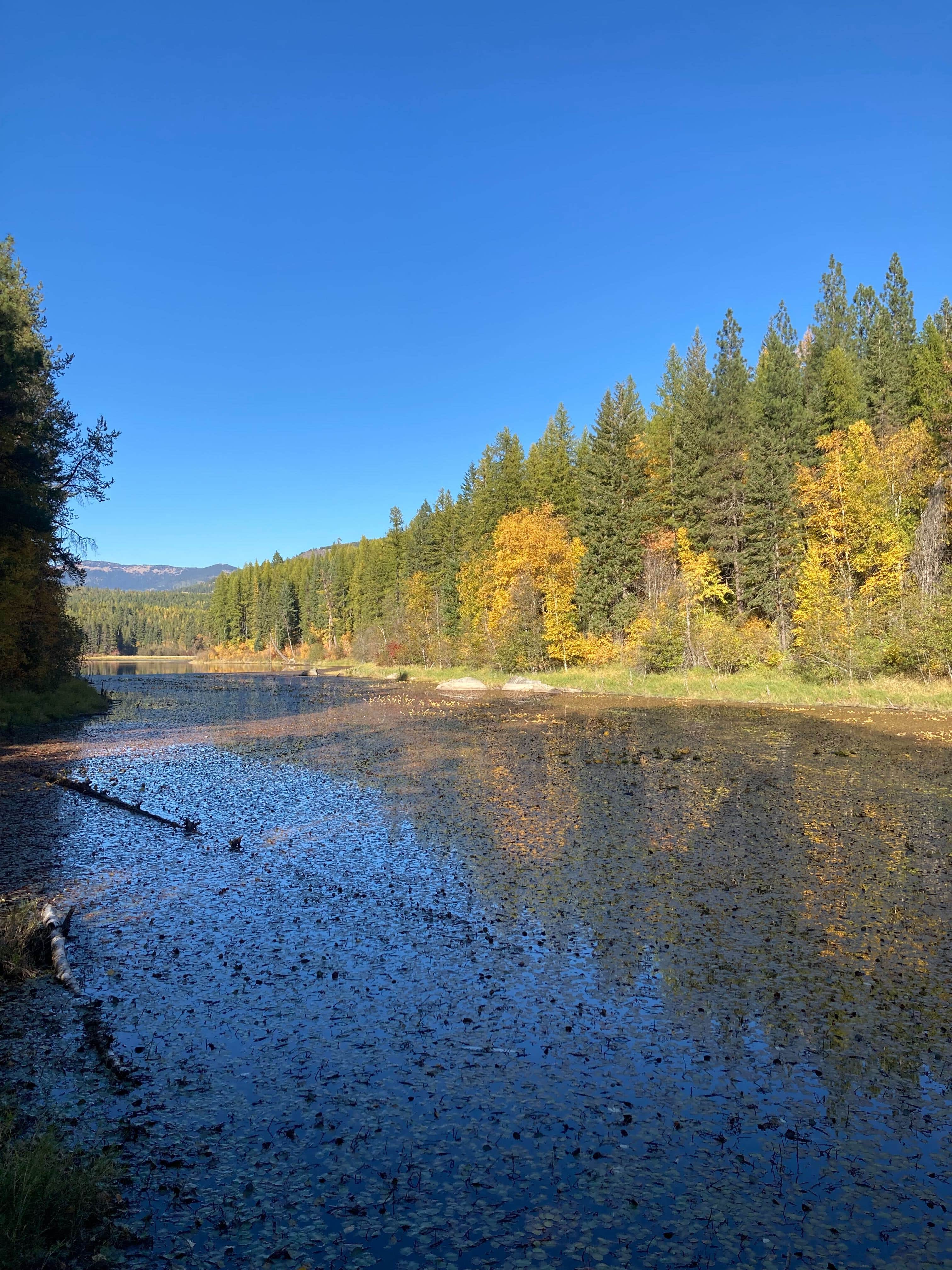 Camping near Kootenai River Water Front at Jake's Landing: Brush Lake Campground, Porthill, Idaho