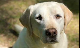 The Dyrt's photo of camping with pets at Swinging Bridge Sanctuary near Narrowsburg, NY
