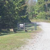 Review photo of Cross Mountain Campground by Will and Lucinda B., October 16, 2024