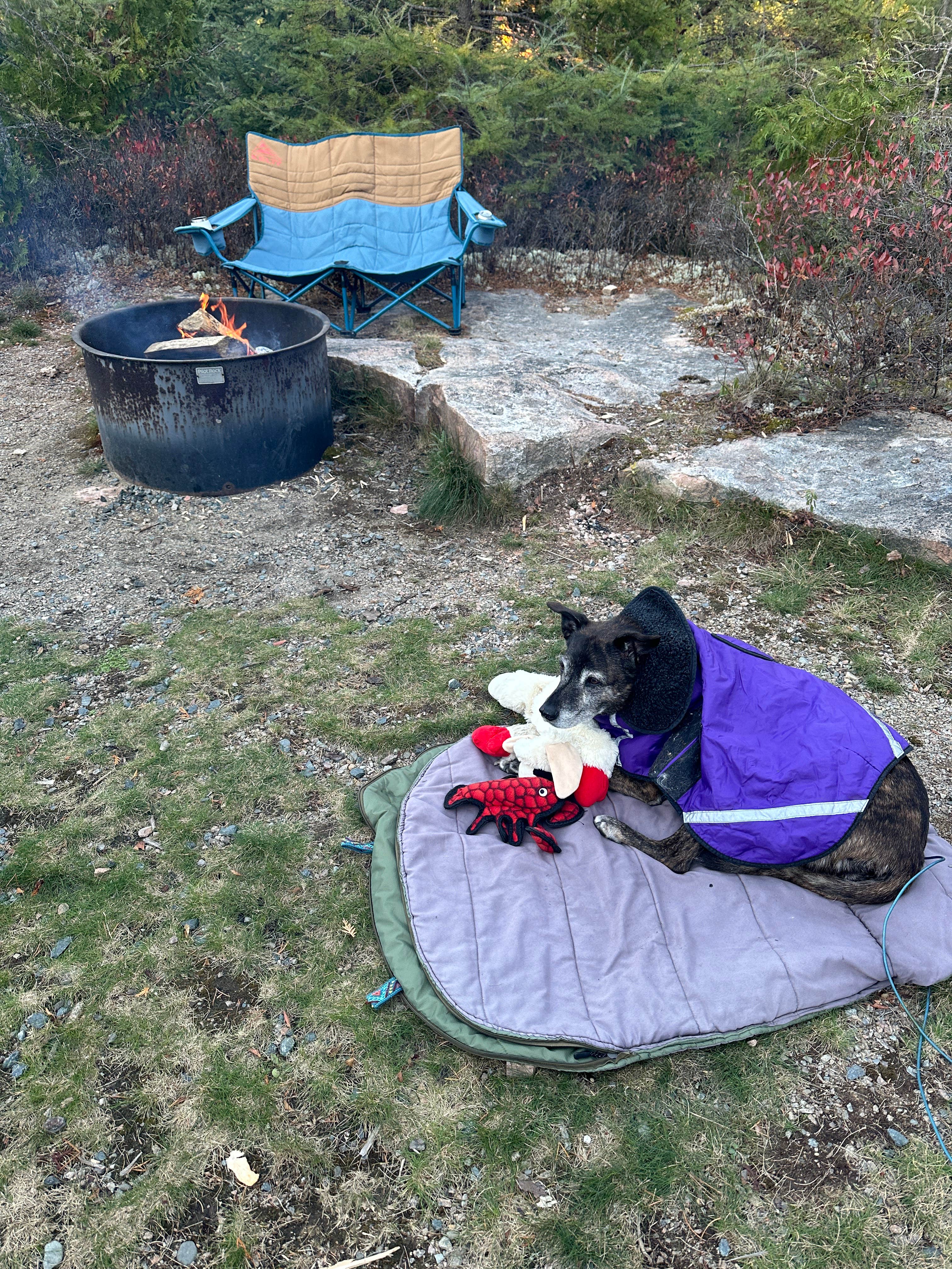 Sarah S.'s photo at Schoodic Woods Campground — Acadia National Park near Acadia National Park