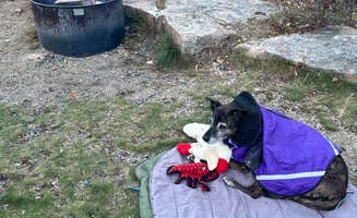 Sarah S.'s photo at Schoodic Woods Campground — Acadia National Park near Acadia National Park