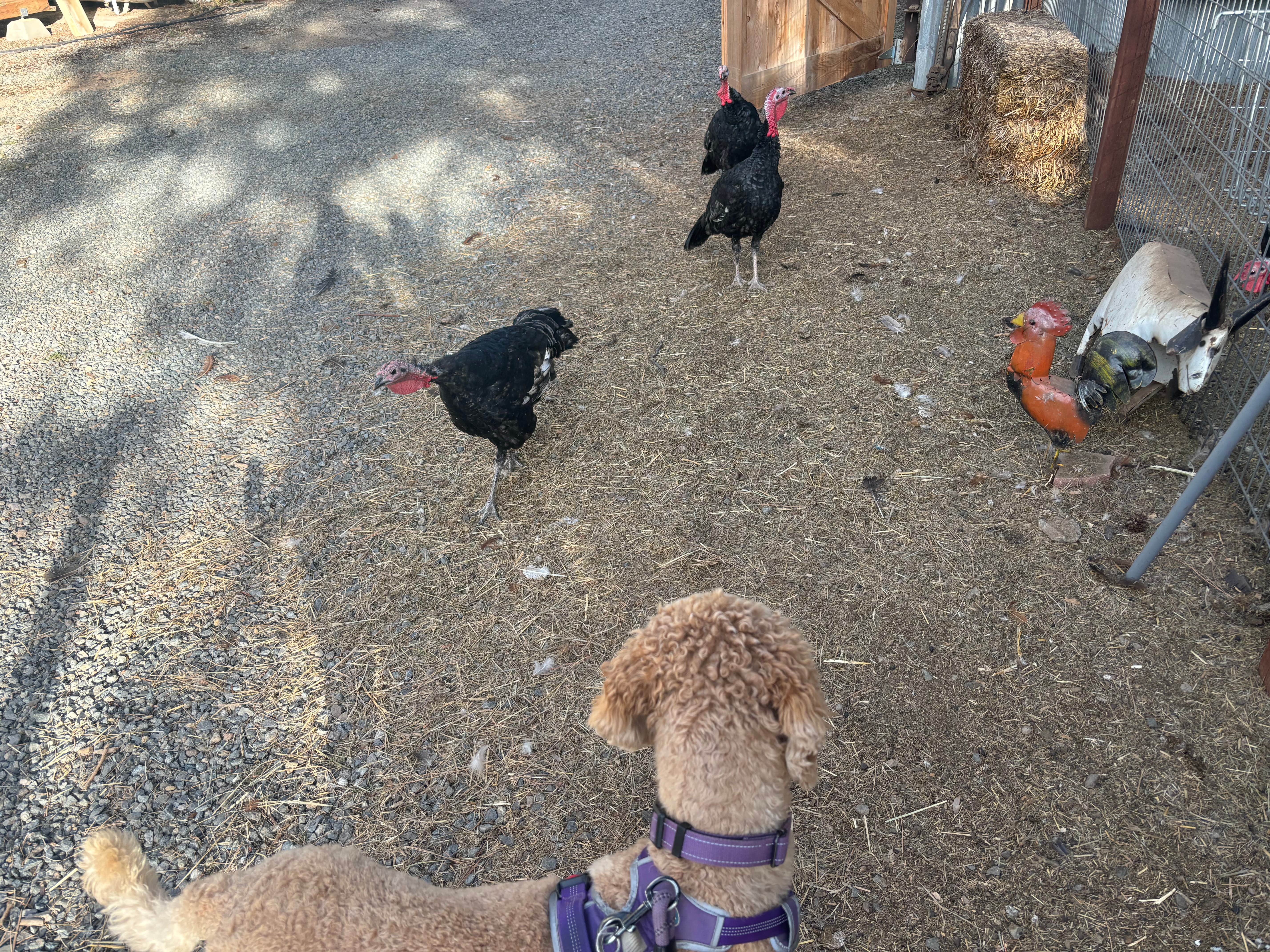 Caren G.'s photo of camping with pets at Trailer Lane Campground near Mount Shasta, CA