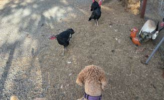 Caren G.'s photo of camping with pets at Trailer Lane Campground near Klamath National Forest