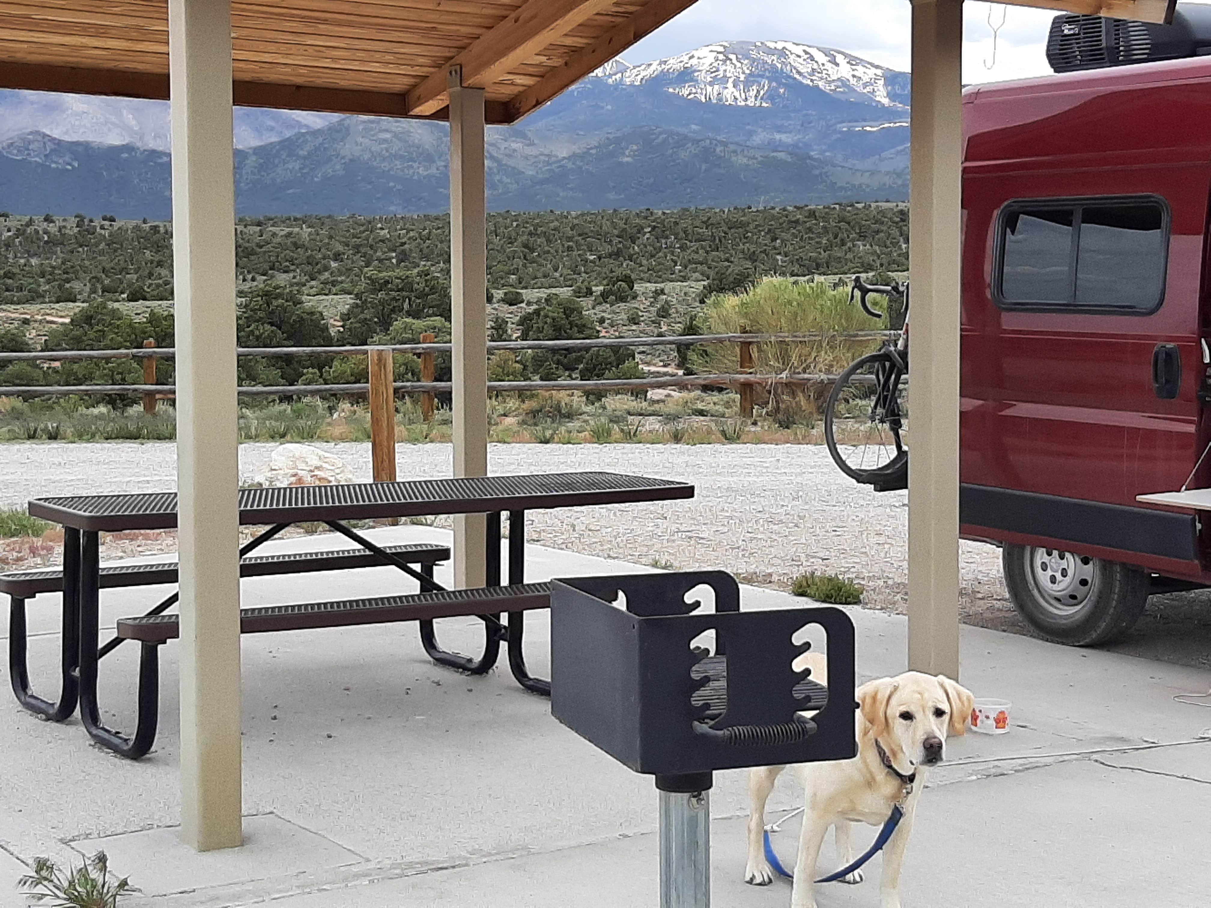 Mark M.'s photo of camping with pets at Sacramento Pass BLM Campground near Baker, NV