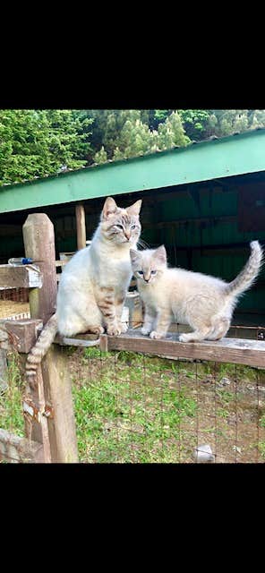 The Dyrt's photo of camping with pets at Cranberry Overlook at Black Moon Farms near Bandon, OR