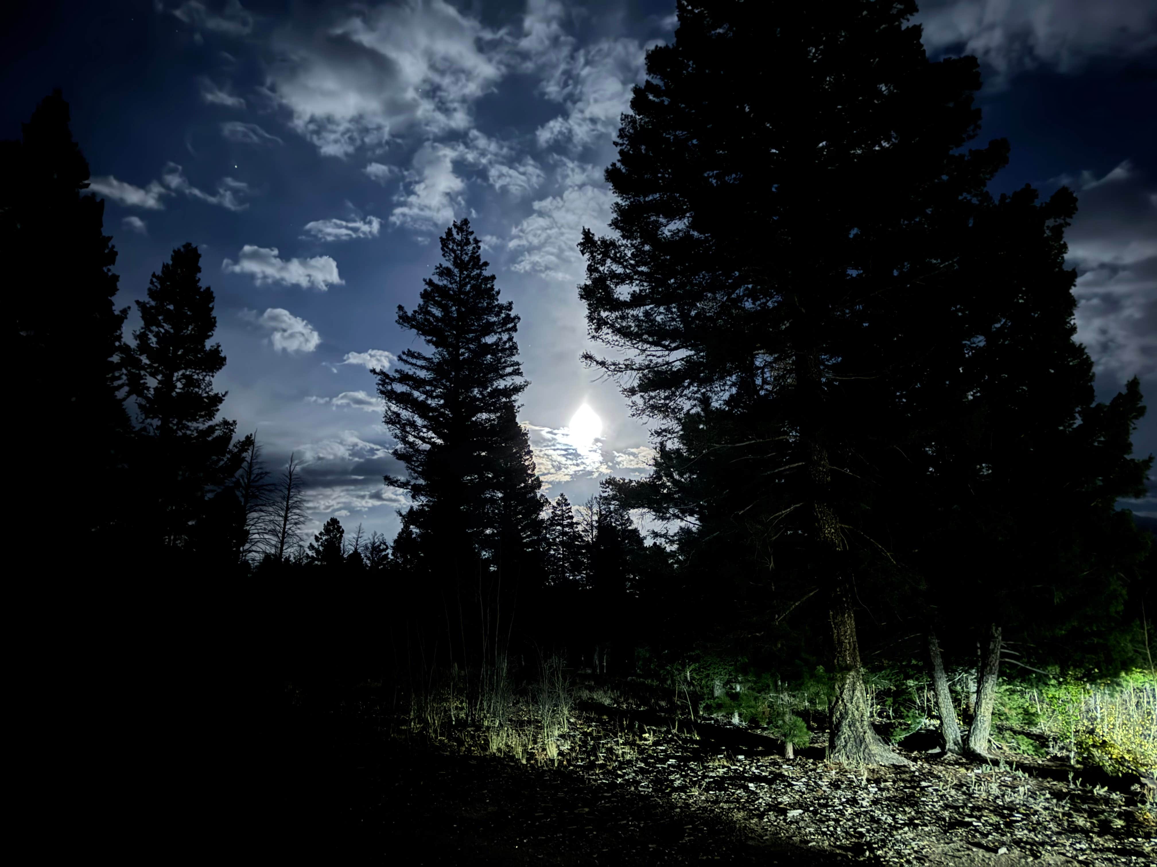 Jordana P.'s photo of a dispersed camping area at Mount Shavano Dispersed Camping near Howard, CO