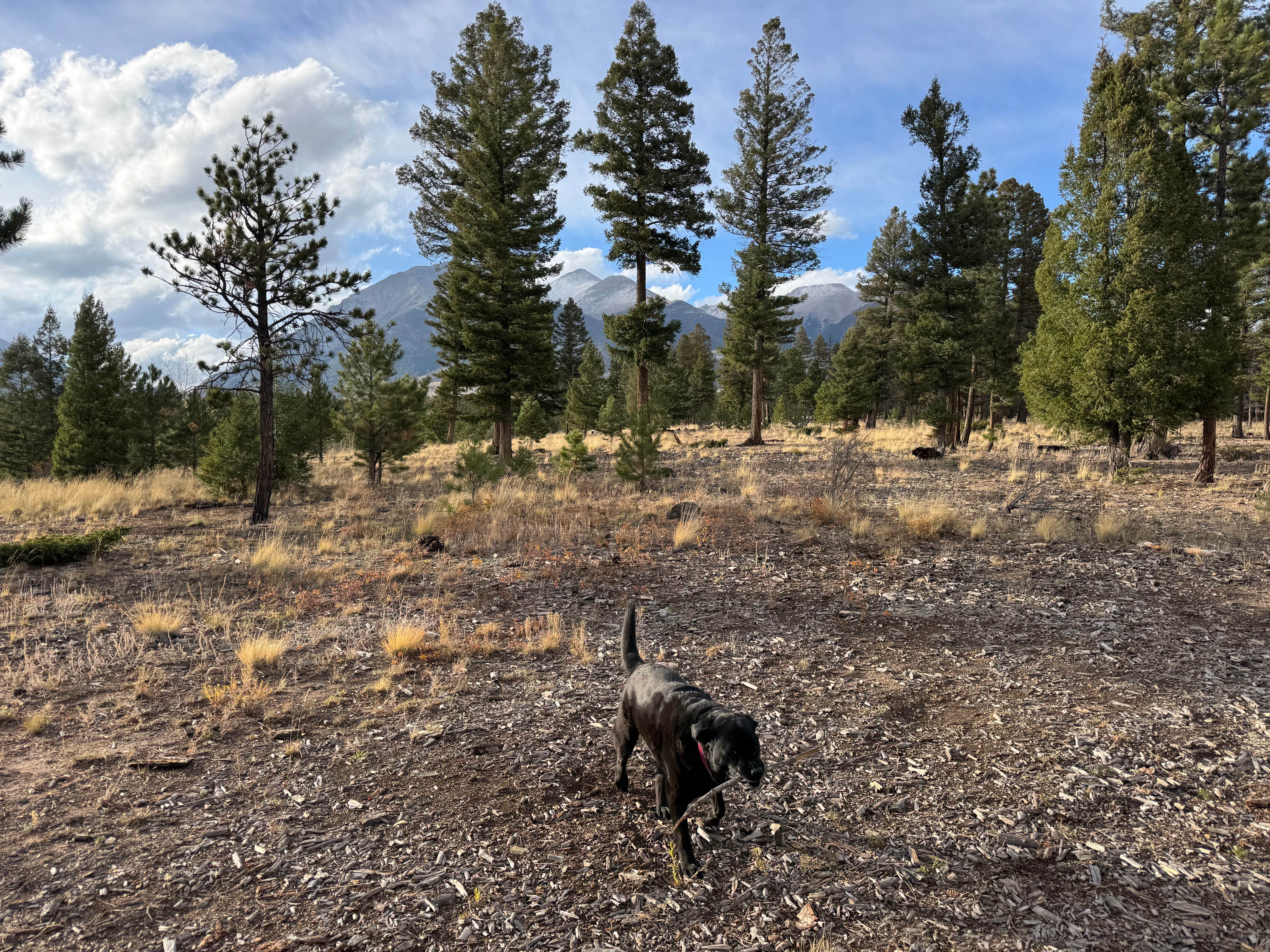 Jordana P.'s photo of camping with pets at Mount Shavano Dispersed Camping near Sargents, CO