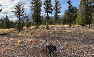Jordana P.'s photo of camping with pets at Mount Shavano Dispersed Camping near Poncha Springs, CO