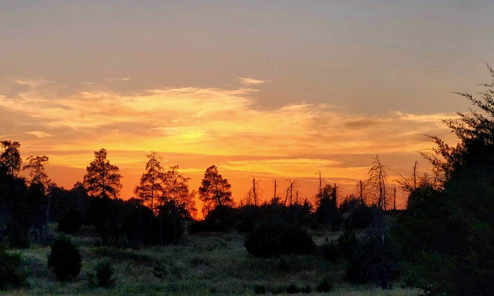 Camper submitted image from Bessey Dispersed, FR203 Circle Rd, Nebraska National Forest - 2