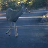 Review photo of Wolf Creek Road Camp by Greg H., October 21, 2024