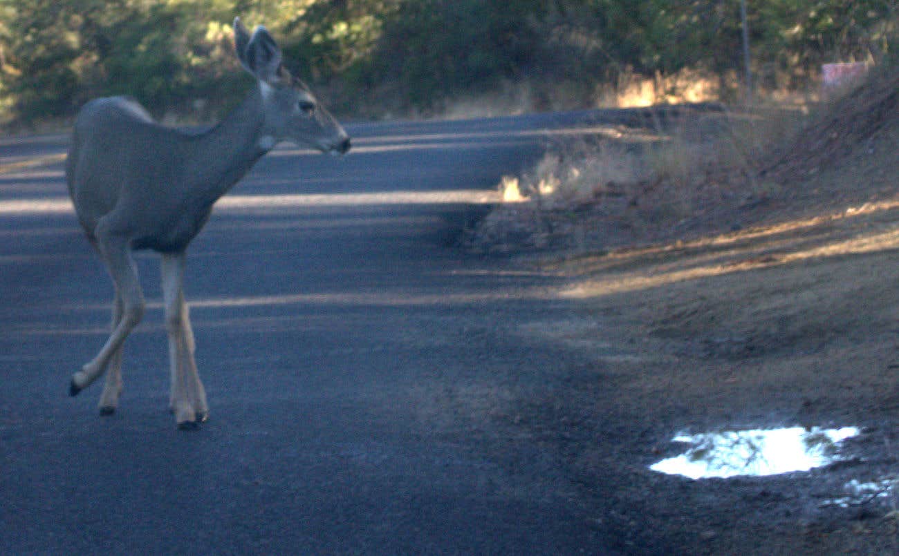 Camper submitted image from Wolf Creek Road Camp - 4