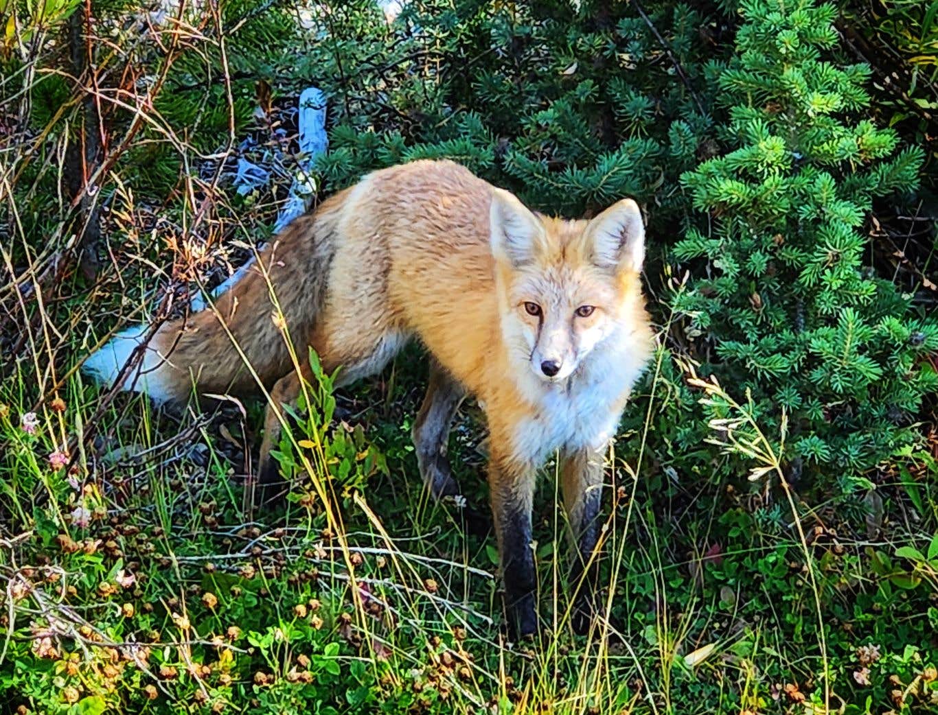 Fred S.'s photo of camping with pets at Horse Creek Campground near Dubois, WY
