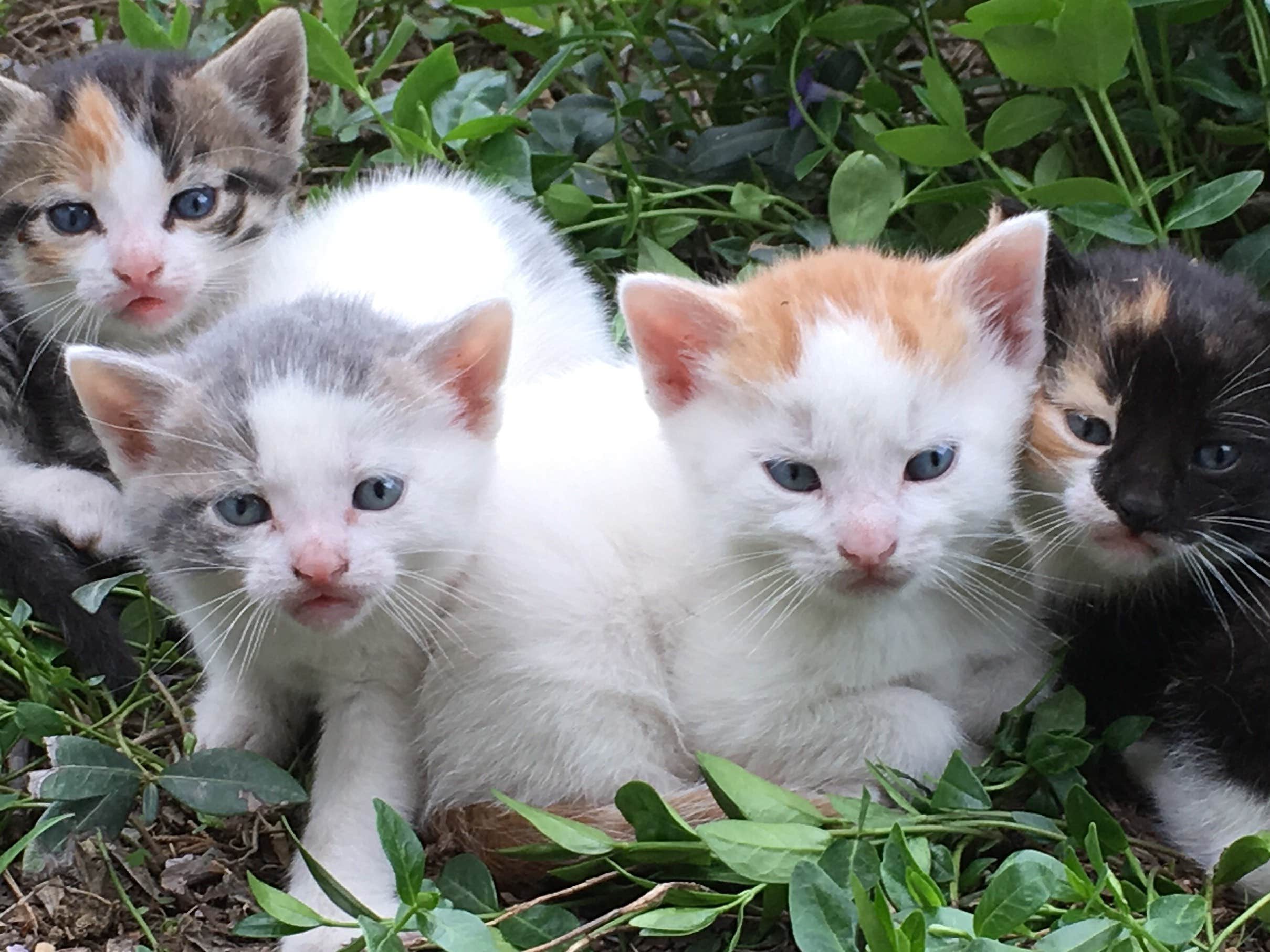 The Dyrt's photo of camping with pets at O'Krekk Farm near Neshanic Station, NJ
