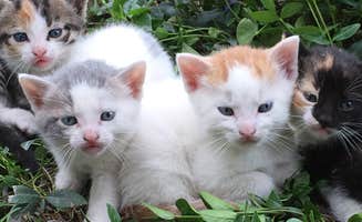 The Dyrt's photo of camping with pets at O'Krekk Farm near Point Pleasant, PA