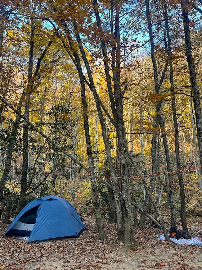 Camper-submitted photo at Blue Jay Campground — Camp Creek State Park near Herndon, WV