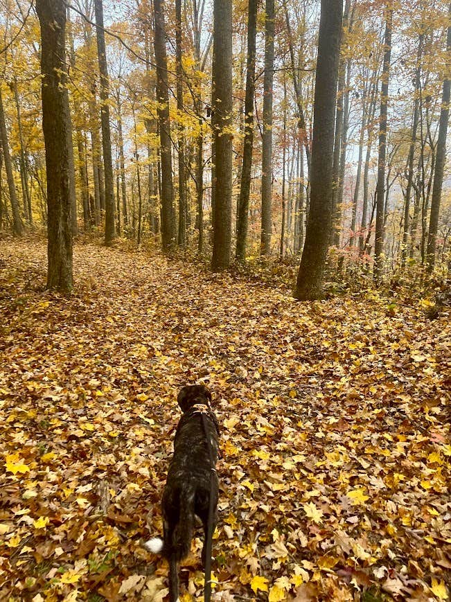 Camper-submitted photo at Blue Jay Campground — Camp Creek State Park near Herndon, WV