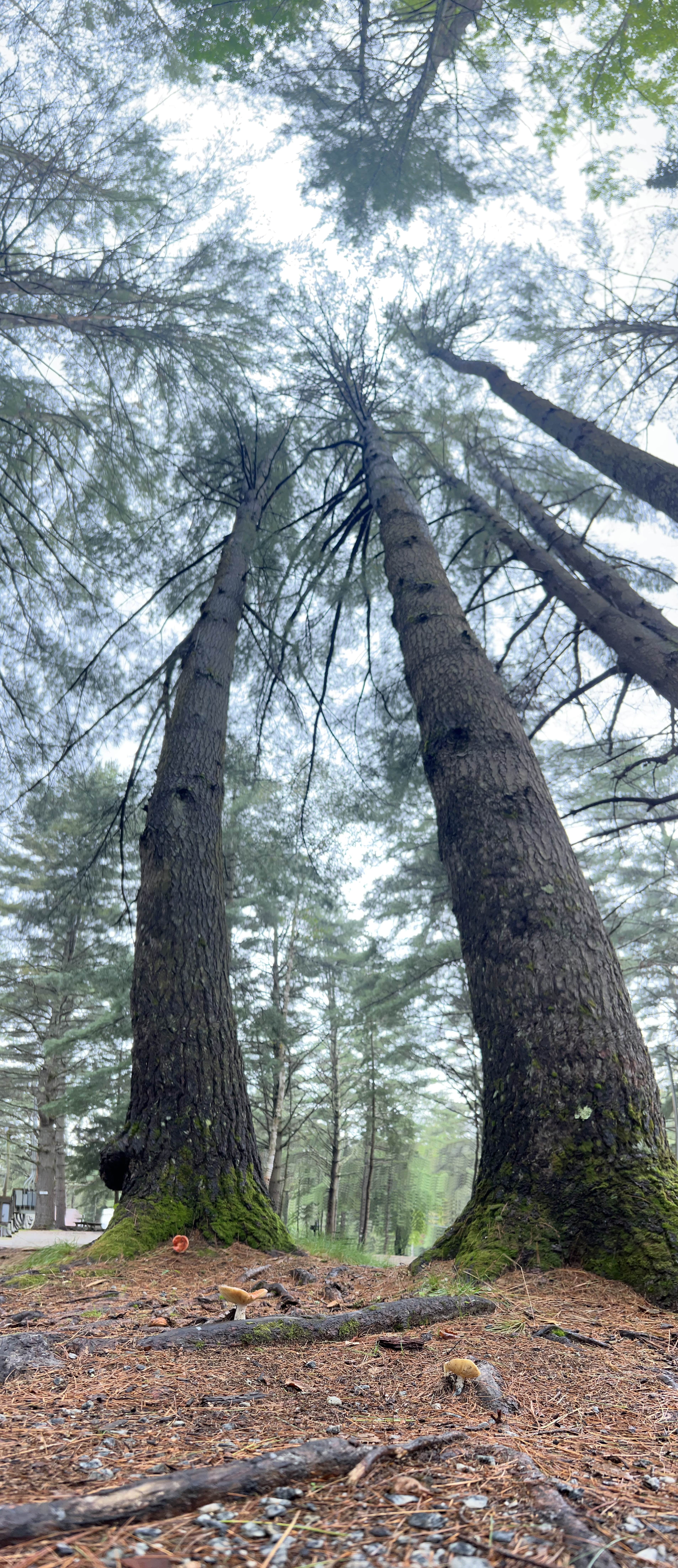 Camper-submitted photo at Spacious Skies Adirondack Peaks near Goshen, VT