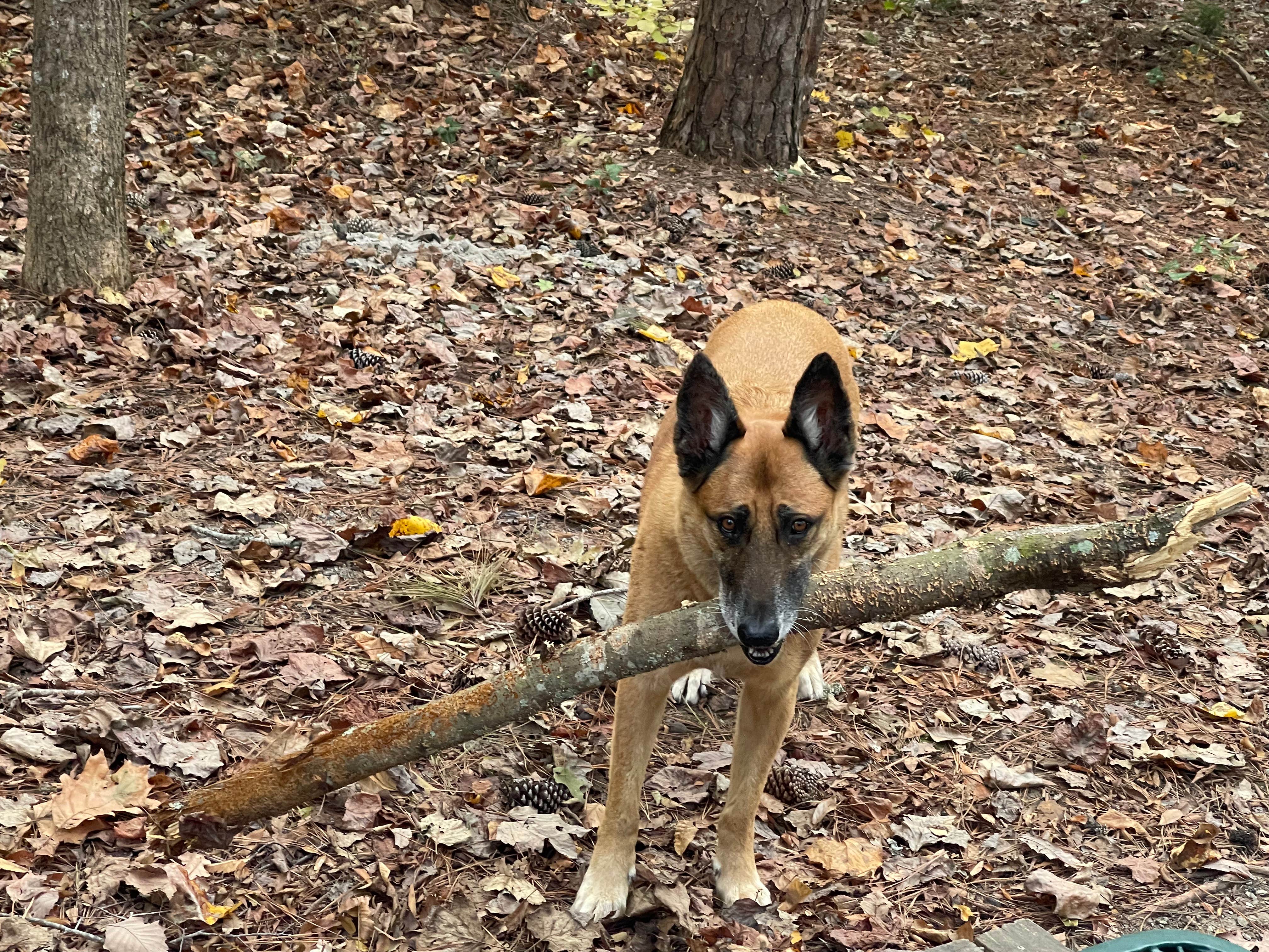 Camper-submitted photo at Lawrence Shoals Campground near Greensboro, GA