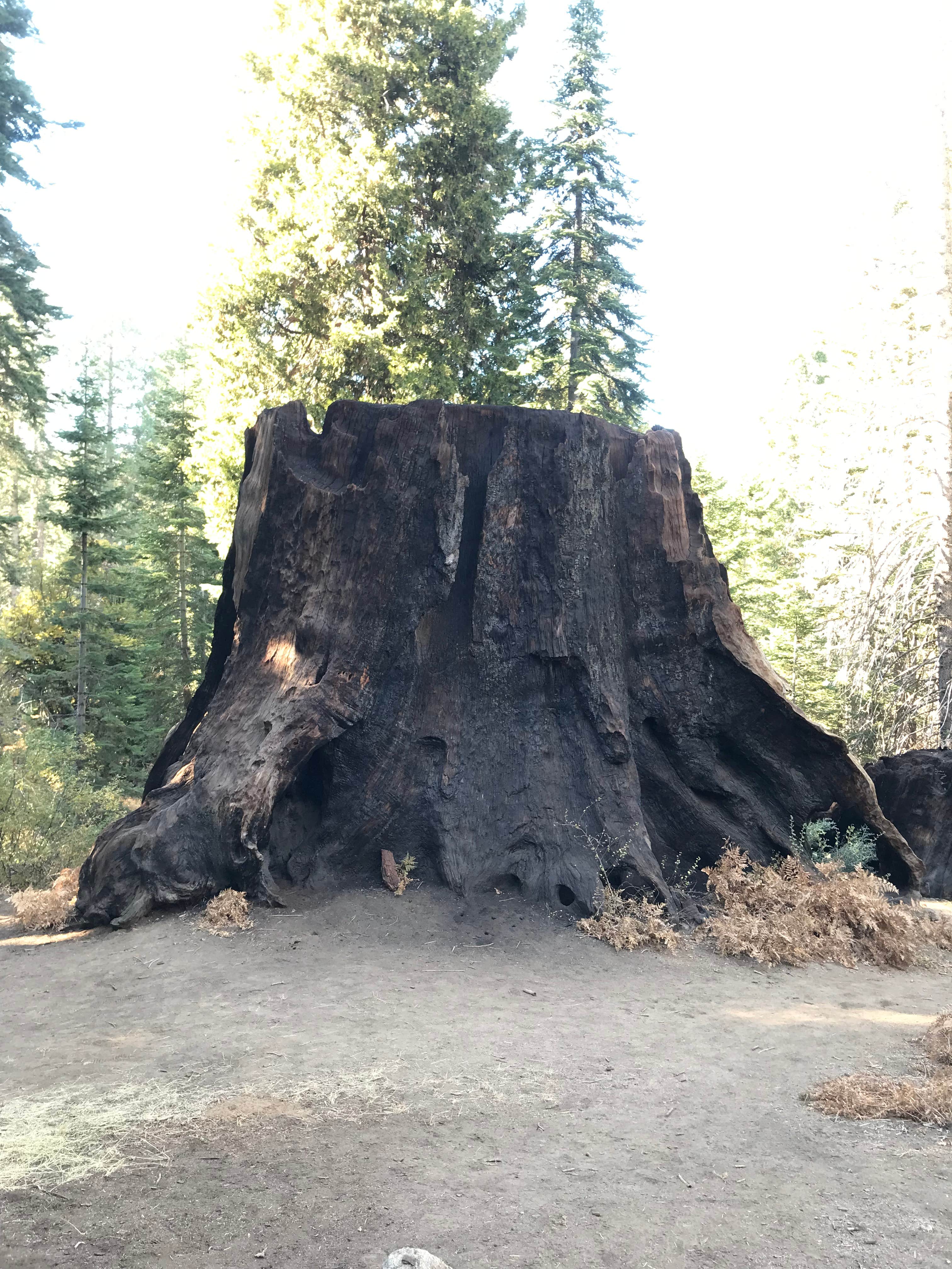 Camper-submitted photo at Cherry Gap OHV Staging Area near Hume, CA