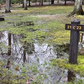 Review photo of Hopeville Pond State Park Campground by Lee D., November 10, 2024