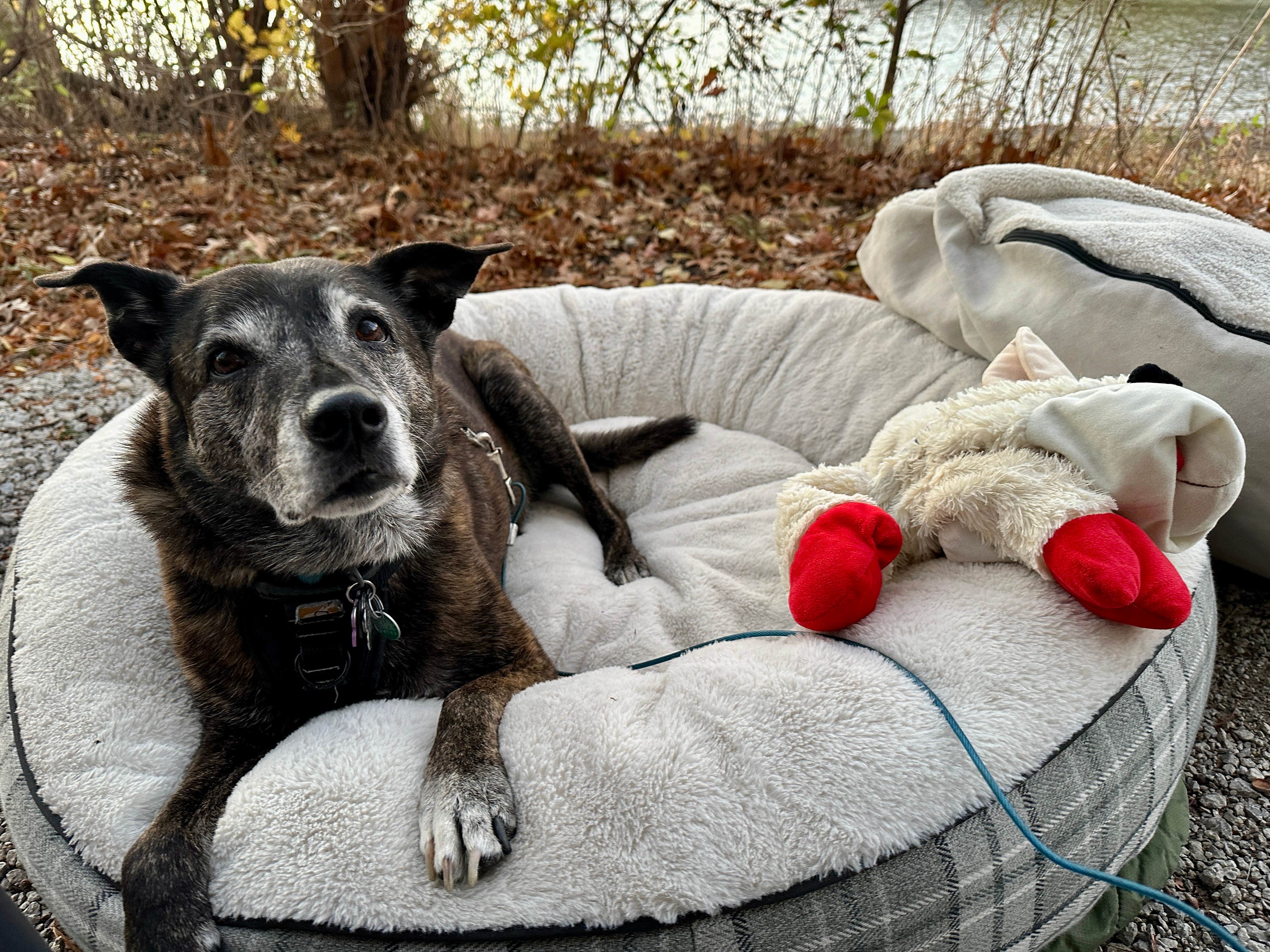 Sarah S.'s photo of camping with pets at Comlara County Park near Pontiac, IL