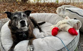 Sarah S.'s photo of camping with pets at Comlara County Park near Fisher, IL