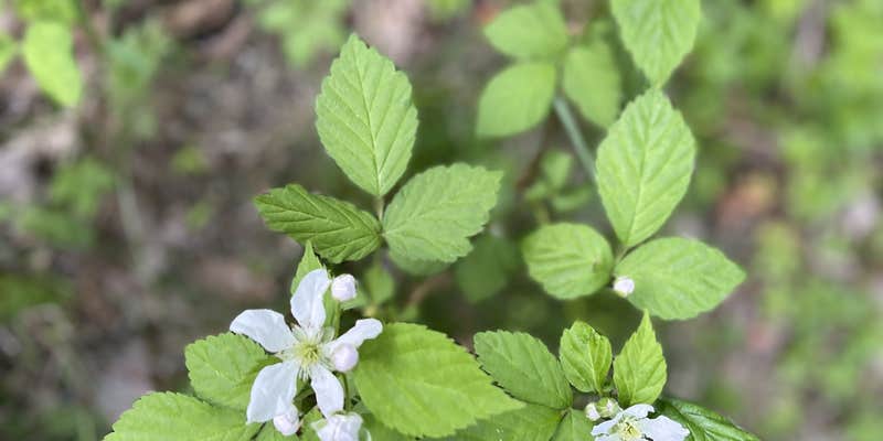 Camper submitted image from Lake Towhee County Park