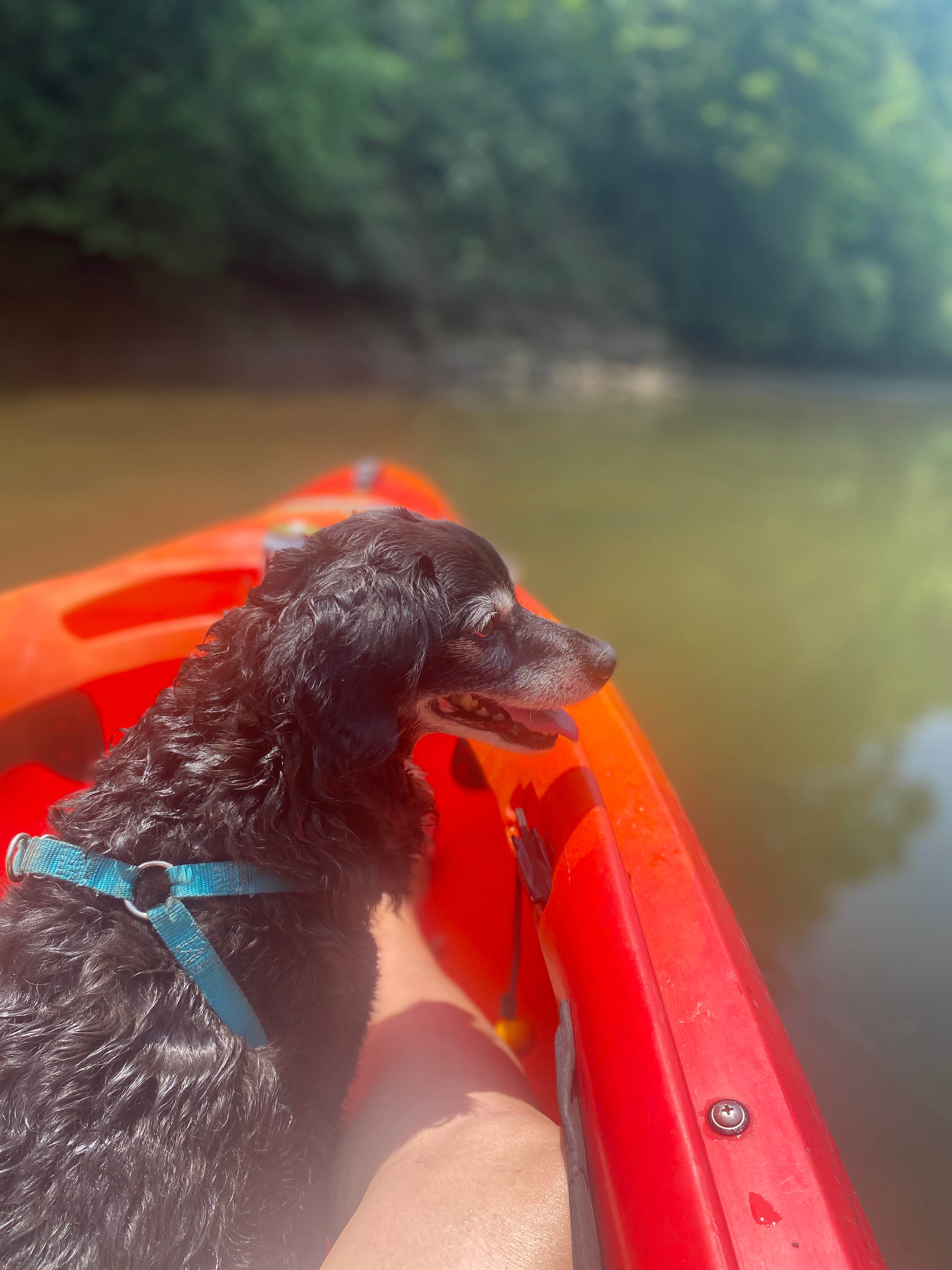 DD's photo of camping with pets at The Ole Cornfield near Slade, KY