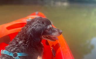 DD's photo of camping with pets at The Ole Cornfield near Slade, KY