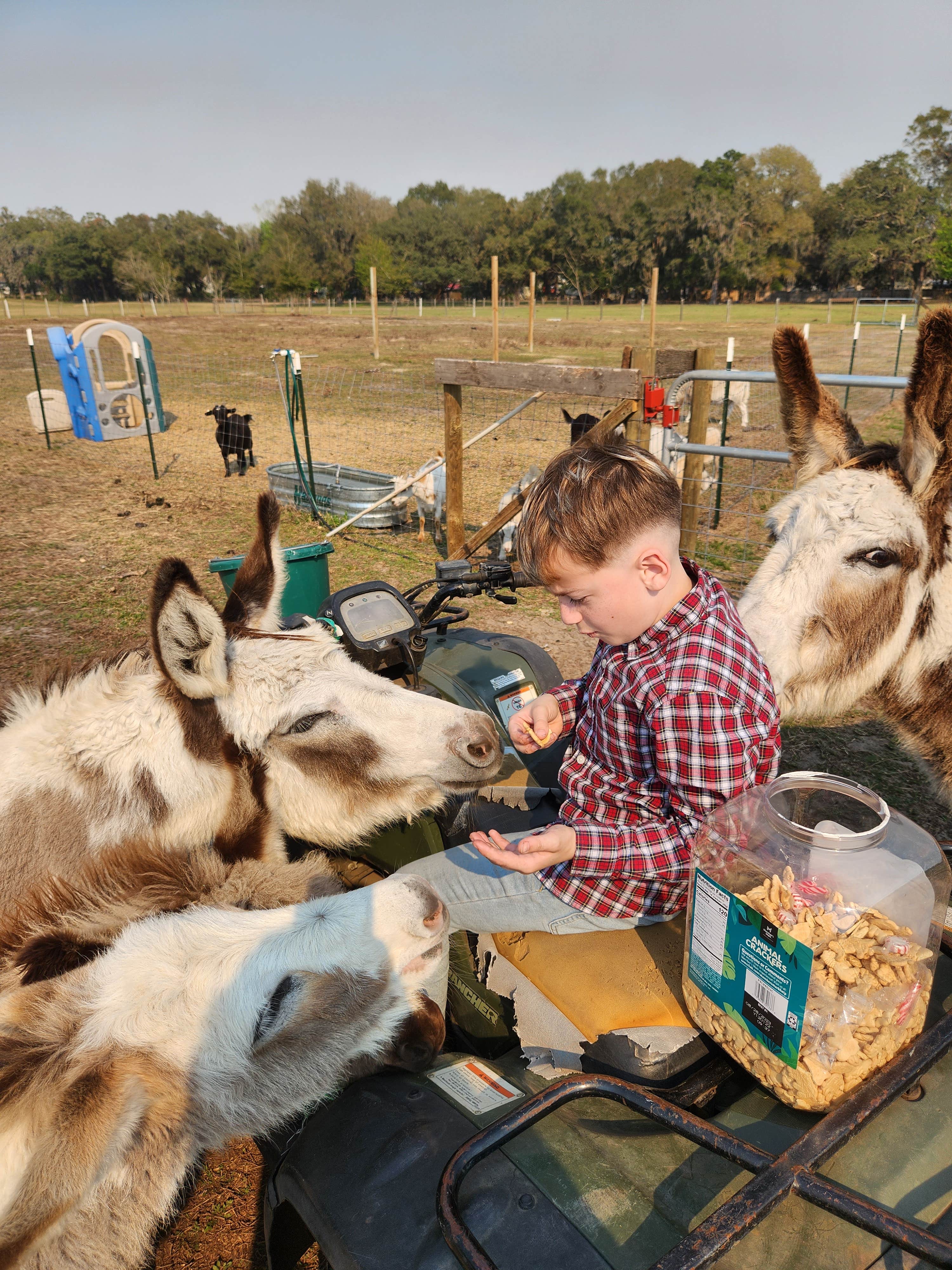 Sarah J.'s photo of camping with pets at Florida Farm School & Animal Rescue Inc near Zephyrhills, FL