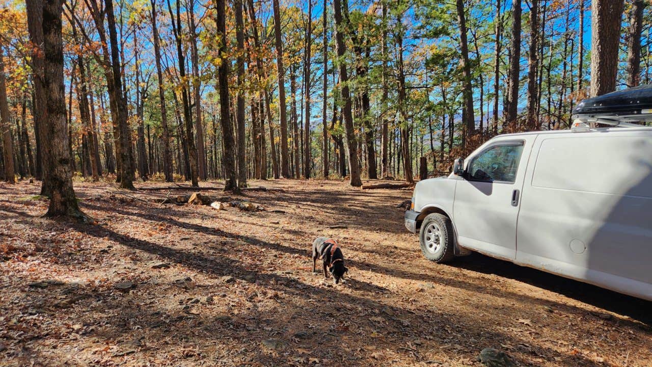 Camper submitted image from Morgan Mtn Rd/Spy Rock dispersed, Ozark National Forest, AR - 4