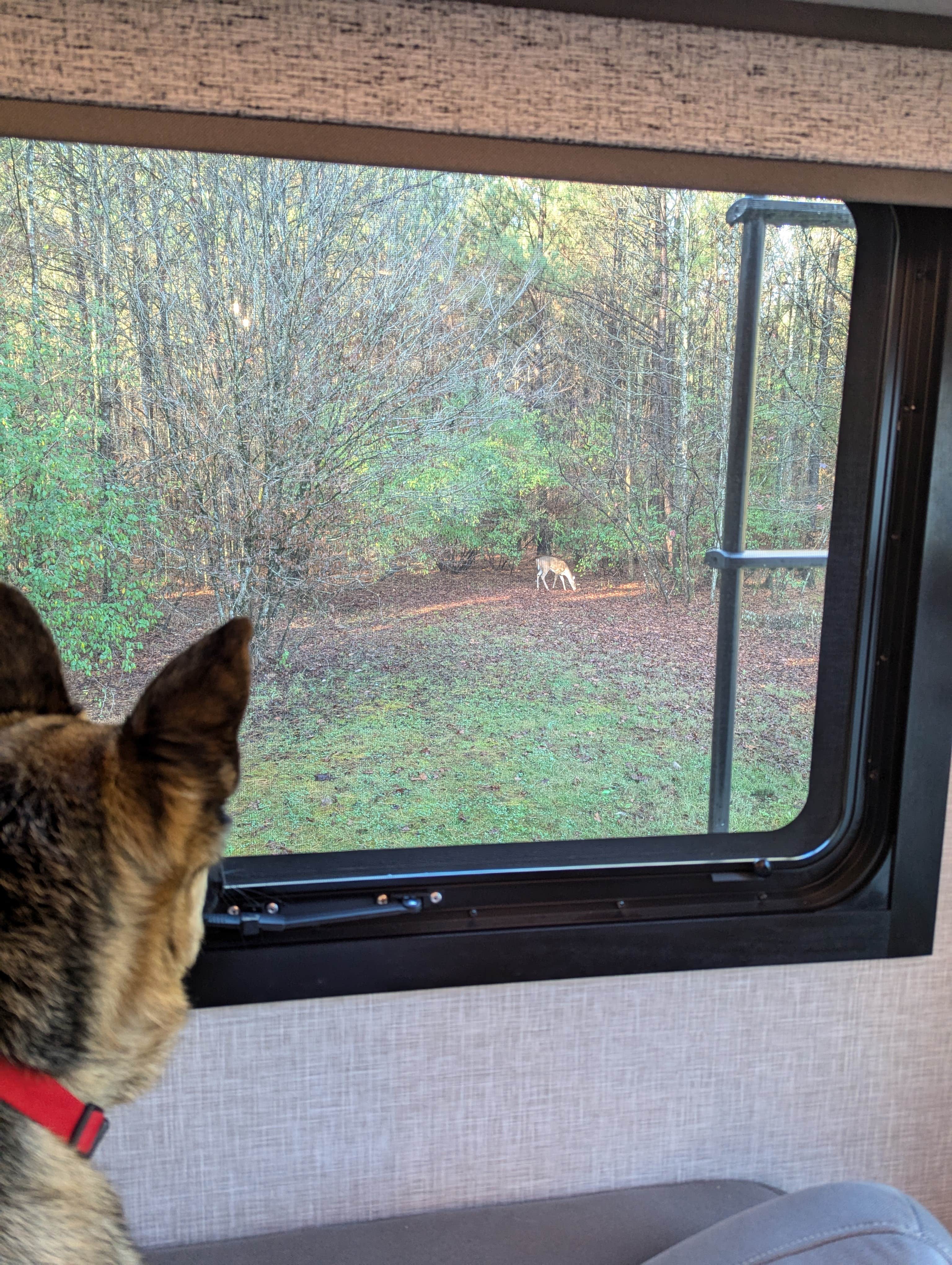 T S.'s photo of camping with pets at Kendall Campground near Campbellsville, KY