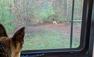 T S.'s photo of camping with pets at Kendall Campground near Byrdstown, TN
