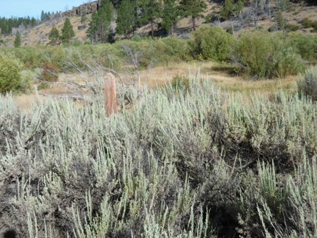 Camper-submitted photo at Fremont National Forest Bunyard Crossing Forest Camp near Summer Lake, OR