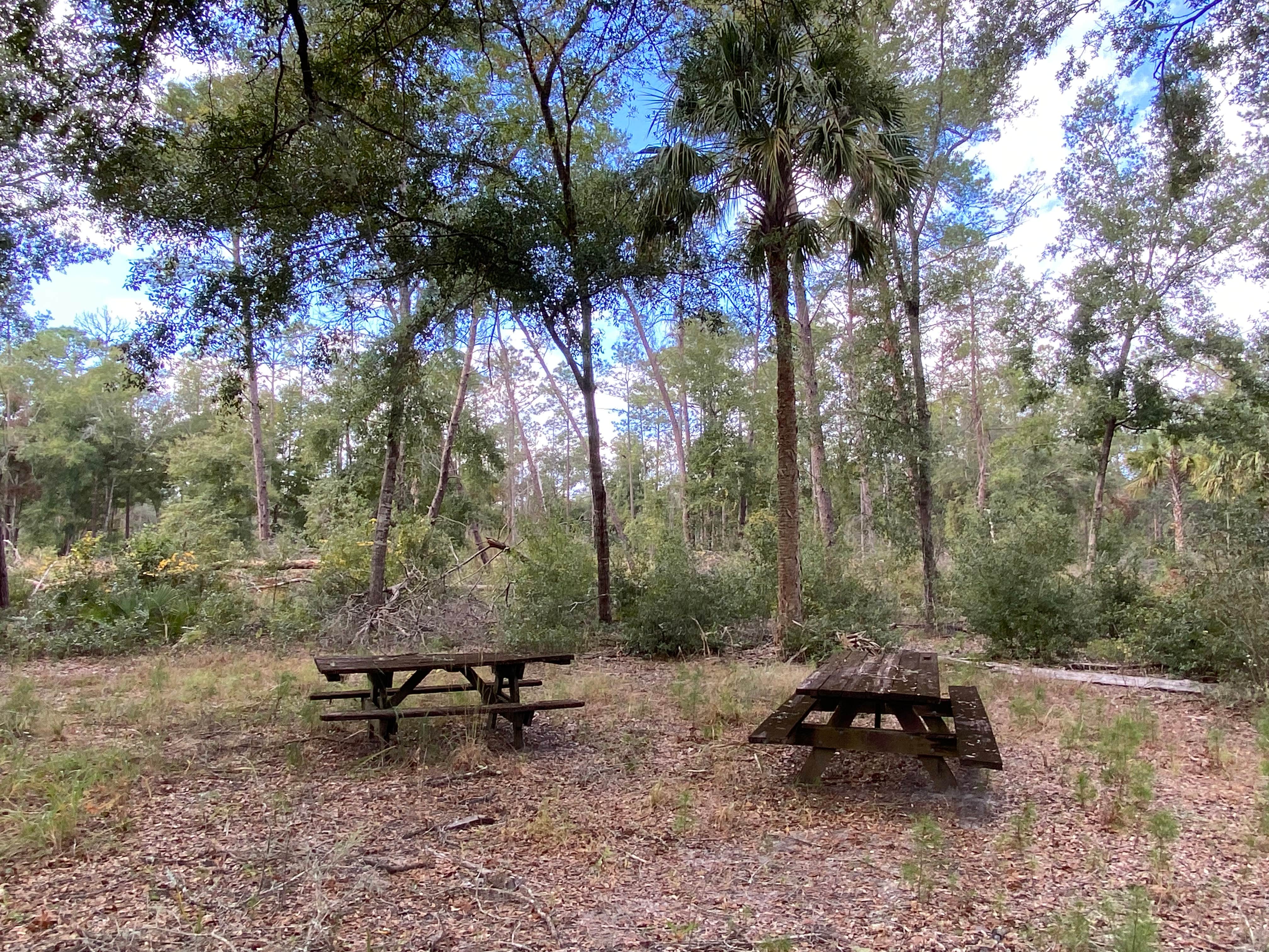 Camper submitted image from Shanty Pond Campground - PERMANENTLY CLOSED - 2