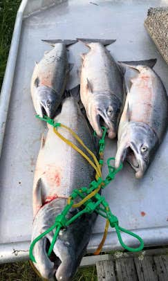 Camping near Pioneer Lodge: Susitna Landing, Willow, Alaska
