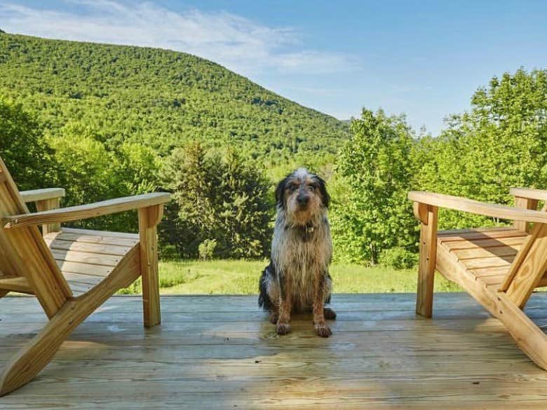 The Dyrt's photo of camping with pets at Roxbury Mile High Club near Roxbury, NY