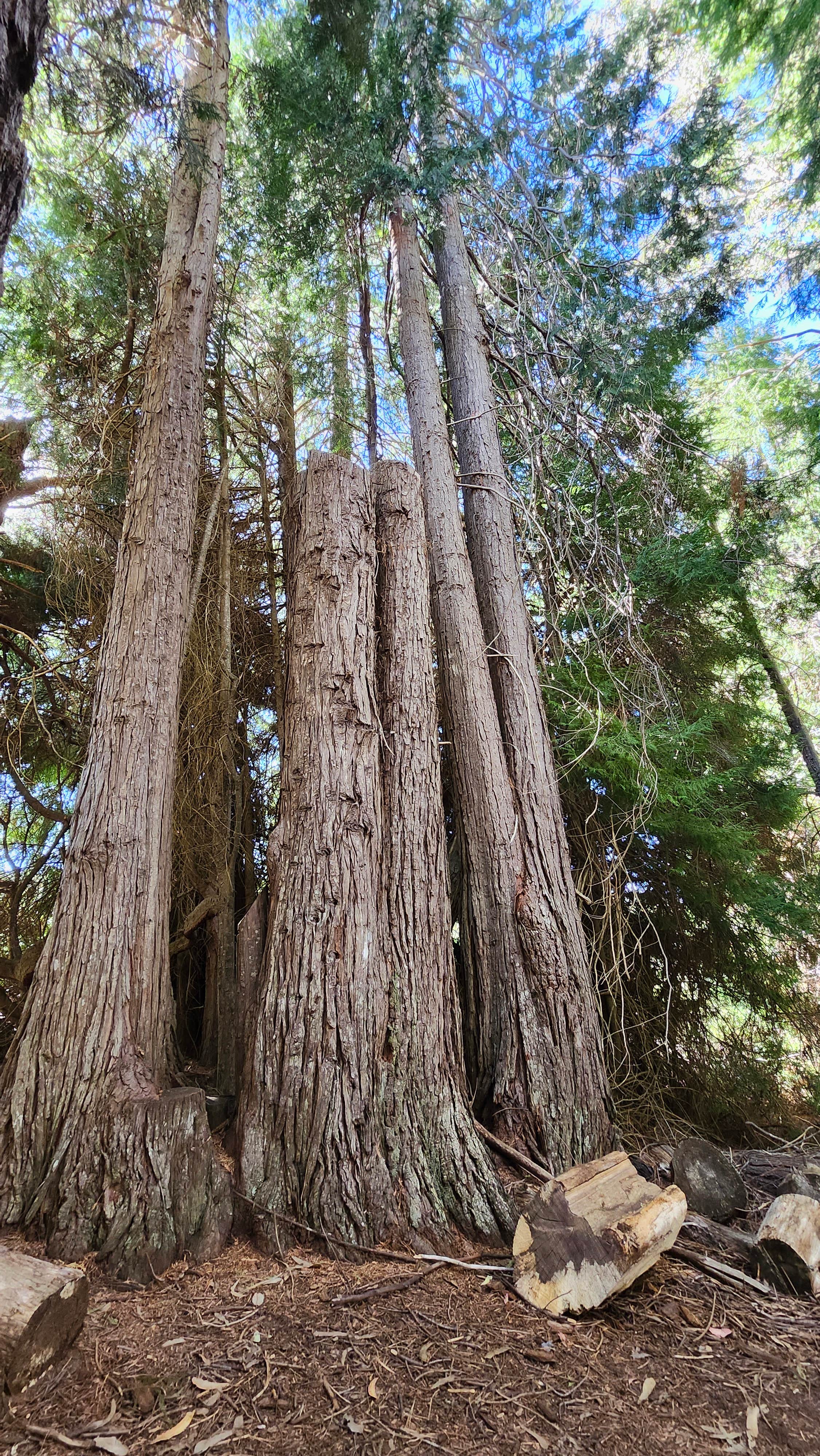 Camper-submitted photo at Hosmer Grove Campground — Haleakalā National Park near Lahaina, HI