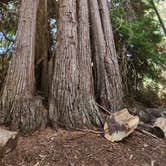 Review photo of Hosmer Grove Campground — Haleakalā National Park by Ryan W., December 23, 2024