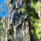 Review photo of Hosmer Grove Campground — Haleakalā National Park by Ryan W., December 23, 2024