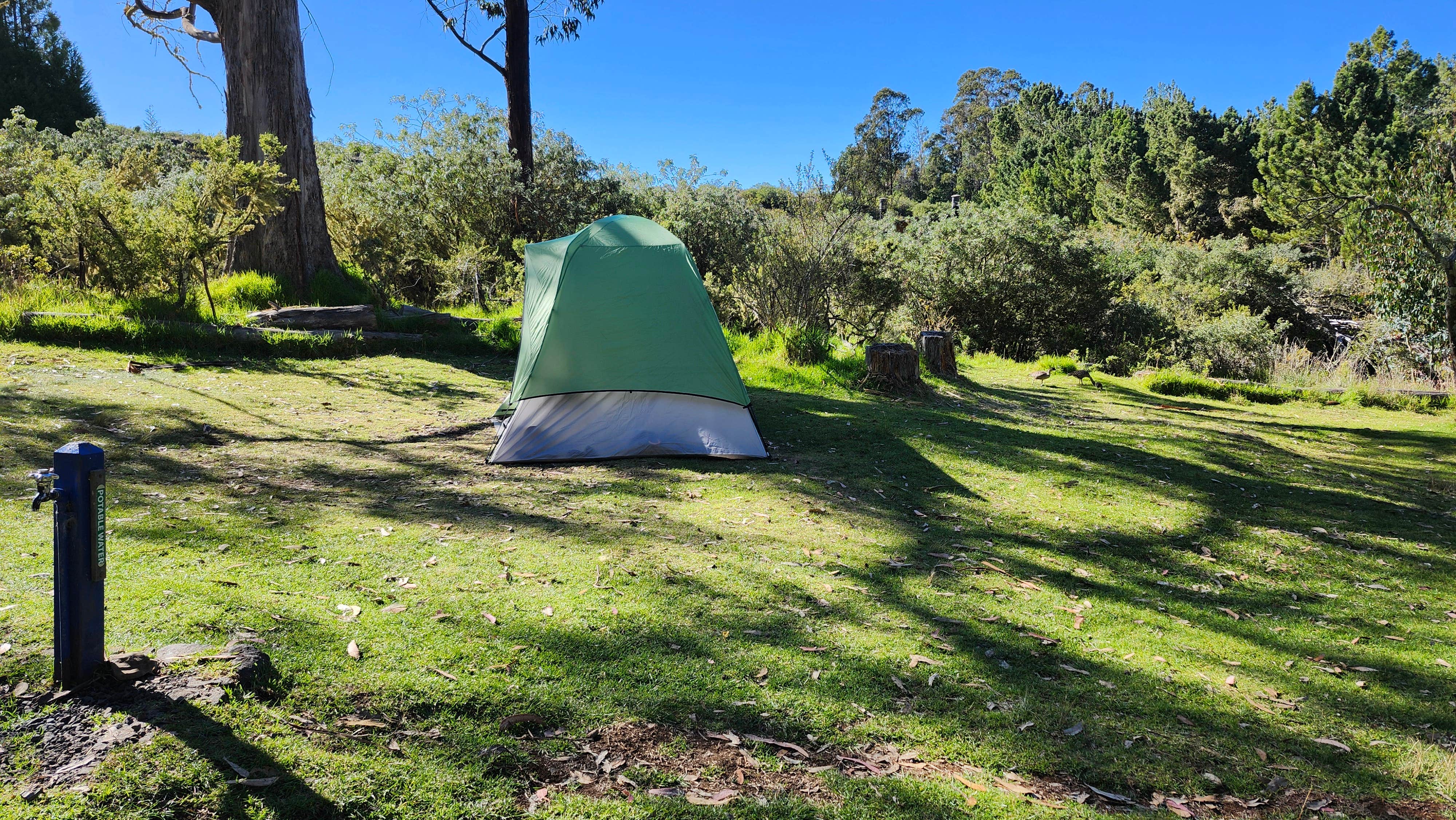 Camper-submitted photo at Hosmer Grove Campground — Haleakalā National Park near Lahaina, HI