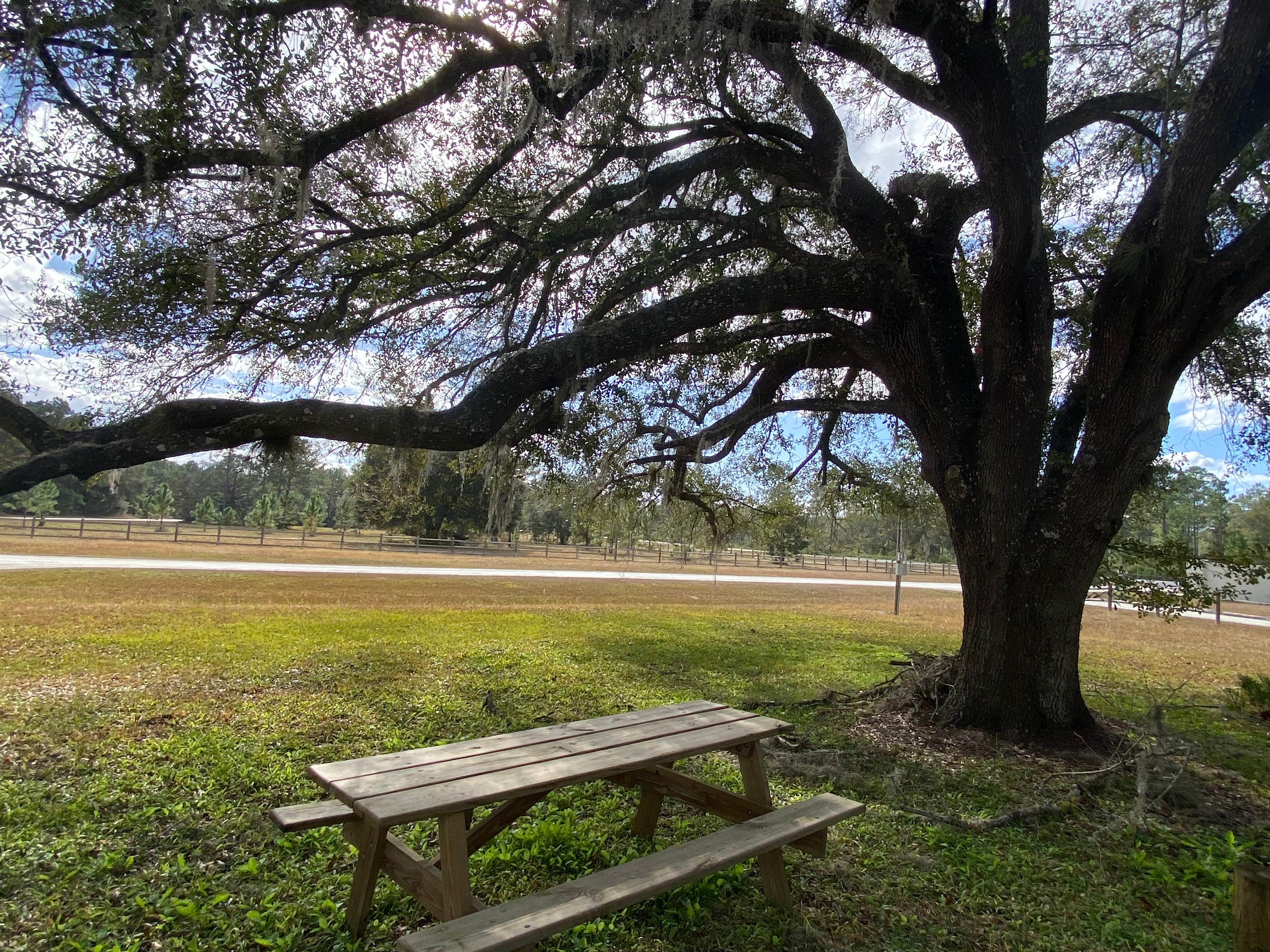 Camper-submitted photo at Caravelle Ranch Wildlife Management Area near Rocky Point, FL