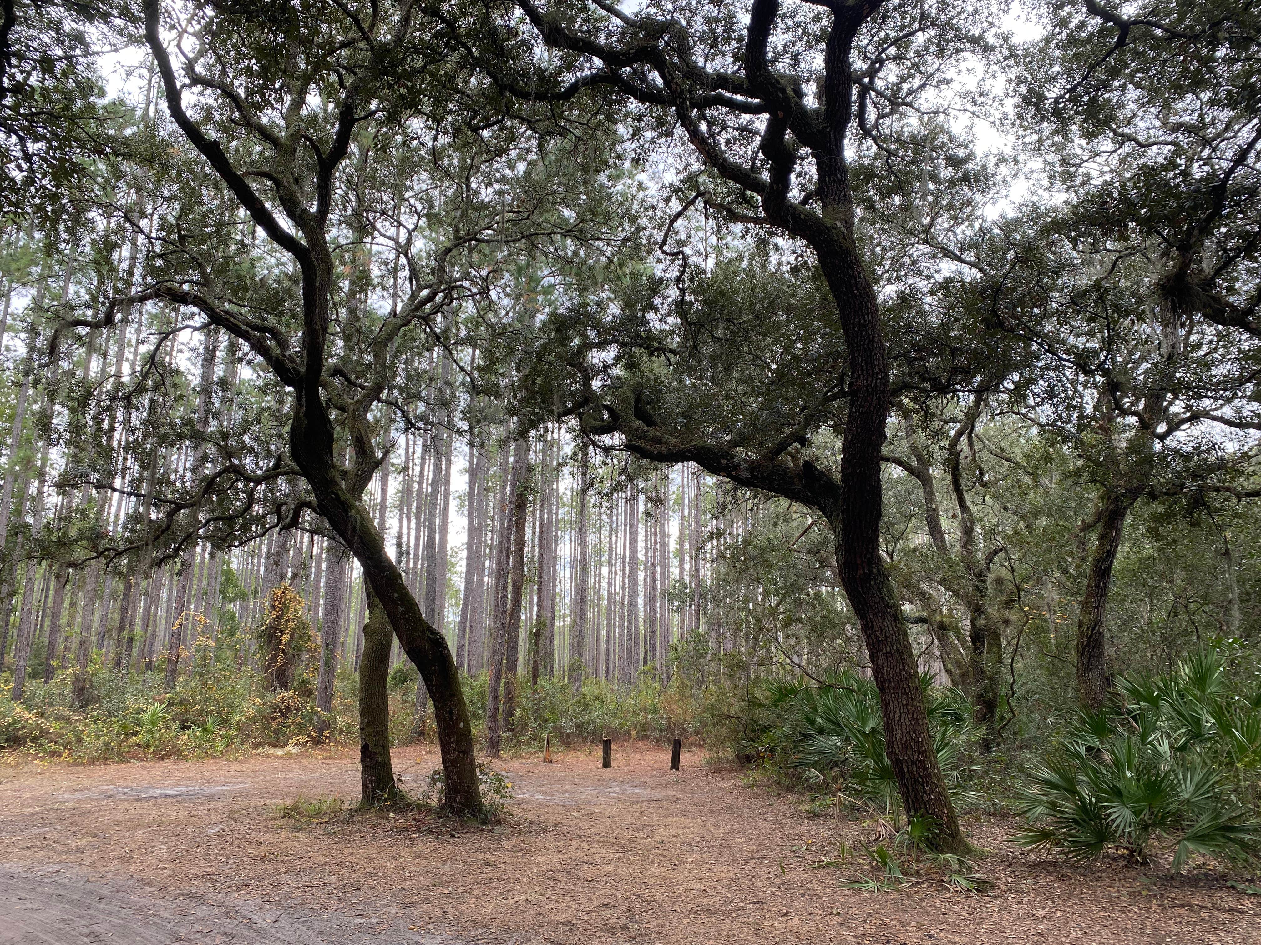 Camper-submitted photo at Davenport Landing near Georgetown, FL