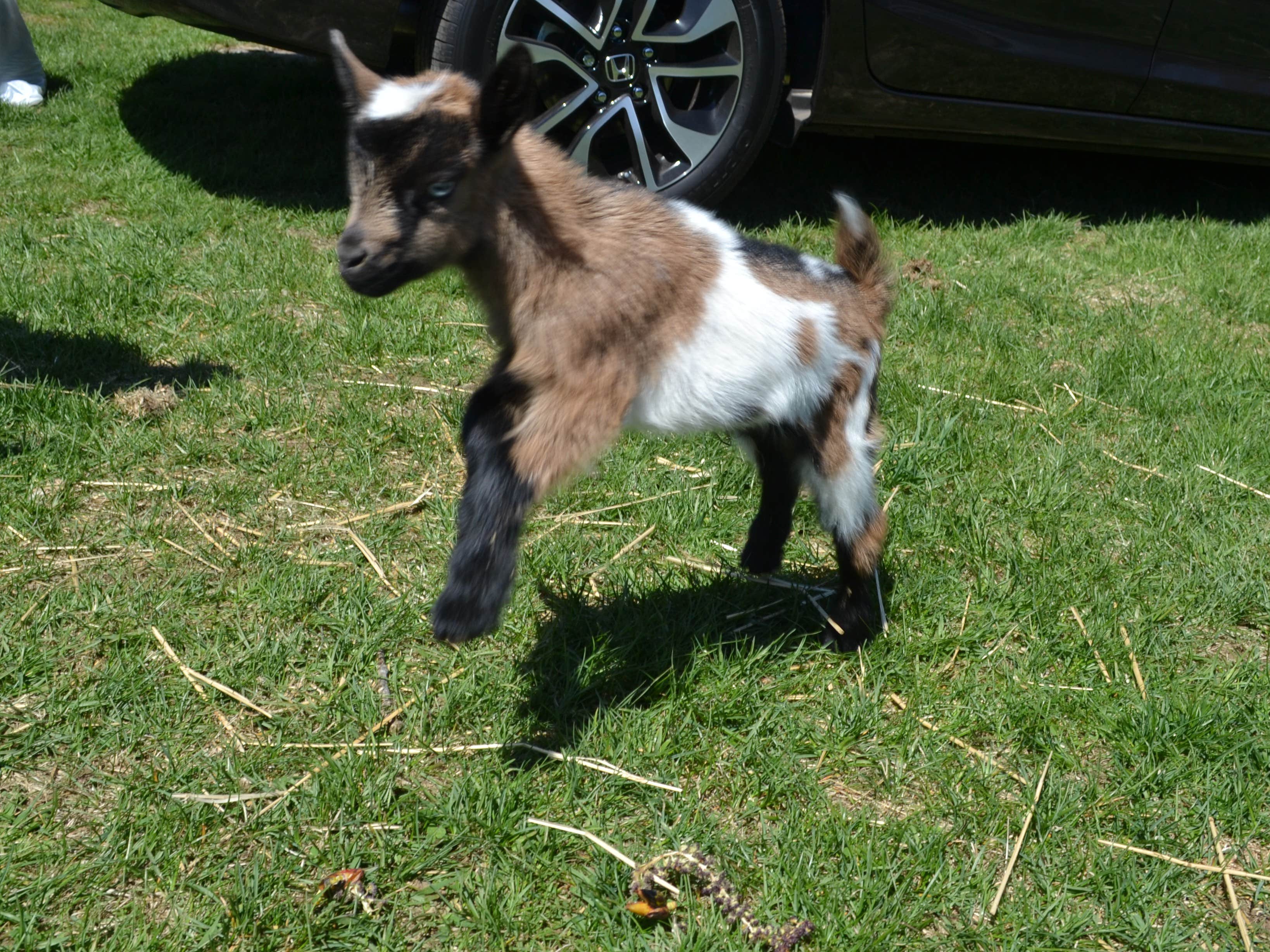 The Dyrt's photo of camping with pets at Medomak River Farm near Owls Head, ME
