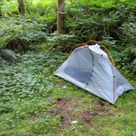 A very tucked-away and underused tent pad.