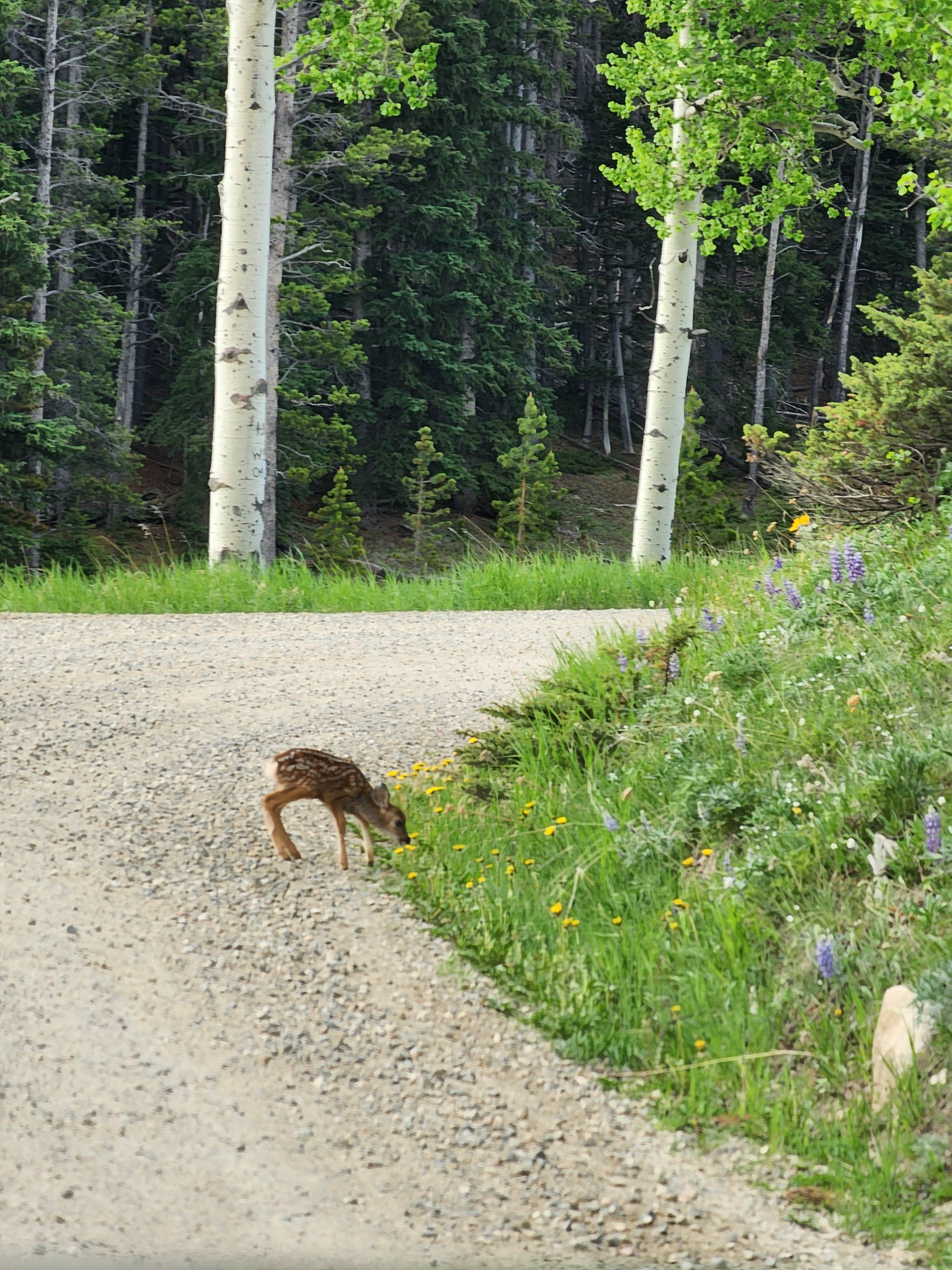 Connor M.'s photo of camping with pets at Crazy Woman Canyon Road - dispersed camping near Bighorn Canyon National Recreation Area