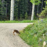 Review photo of Crazy Woman Canyon Road - dispersed camping by Connor M., December 30, 2024